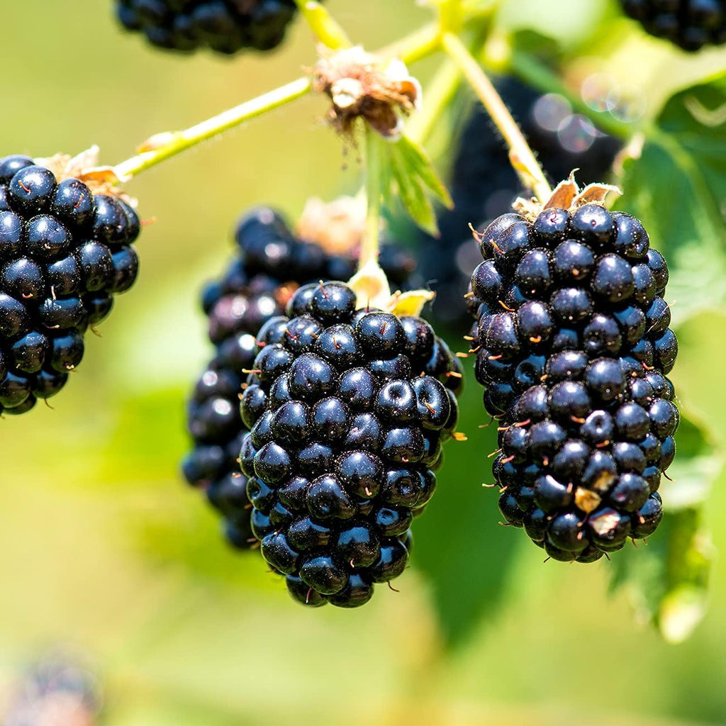 3 Gallon BlackBerry Bush J6879