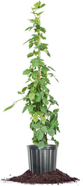 3 Gallon BlackBerry Bush J6879