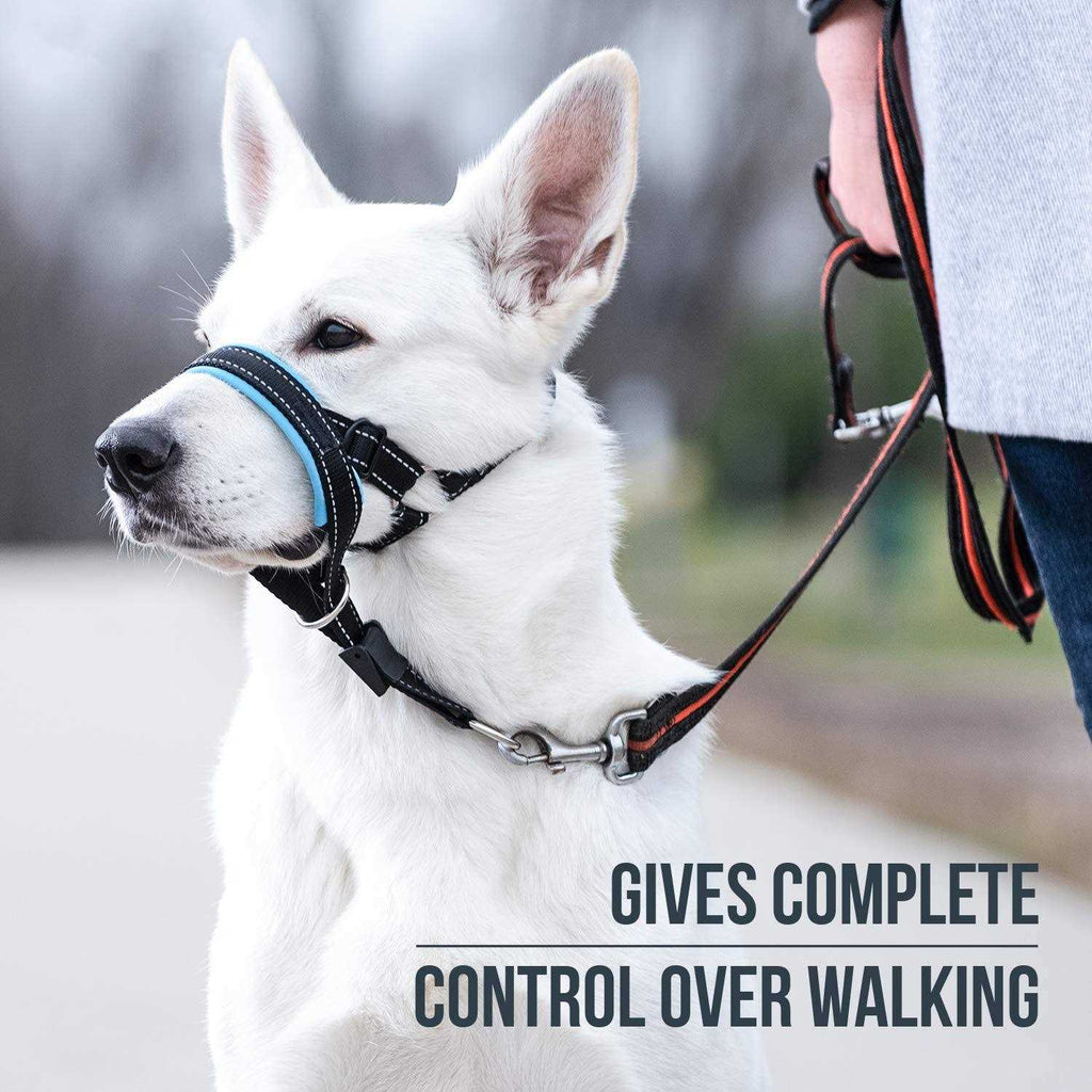 Dog Head Halter with Safety Strap T175216
