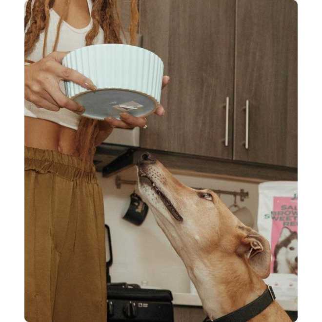 Freeze Dried Salmon Dog Food Topper Y844469