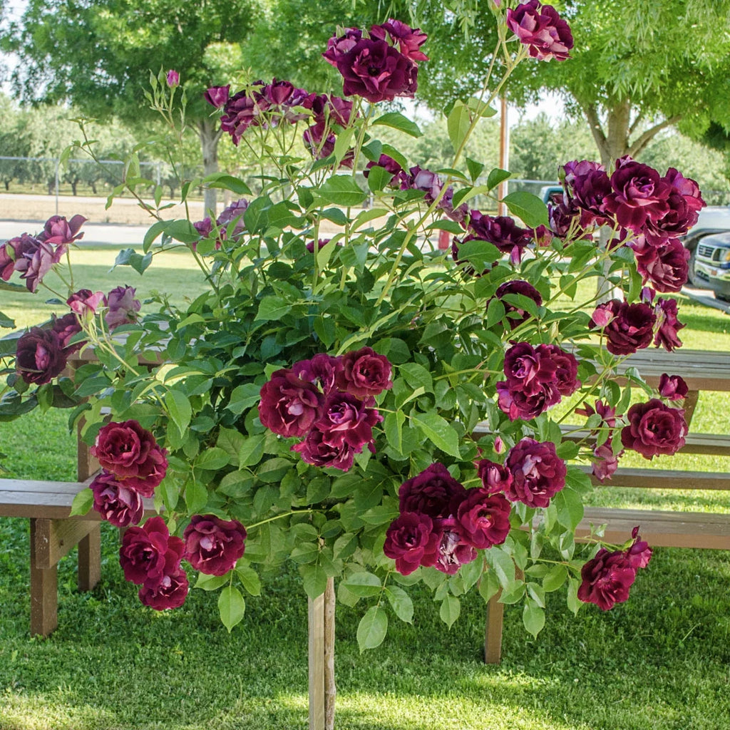 Bare Root Tree Rose J3800