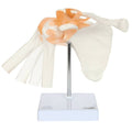 Shoulder Anatomy Model with Base F330