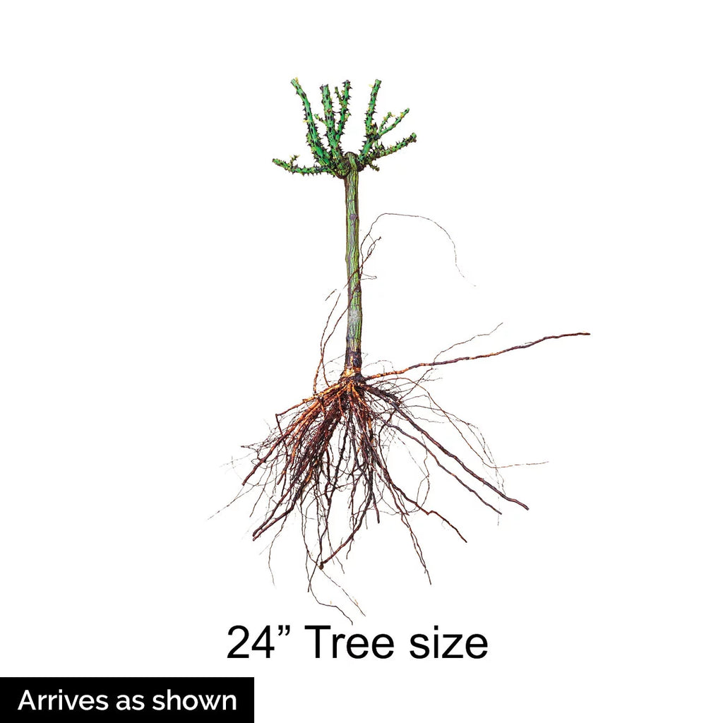 Bare Root Tree Rose J3800