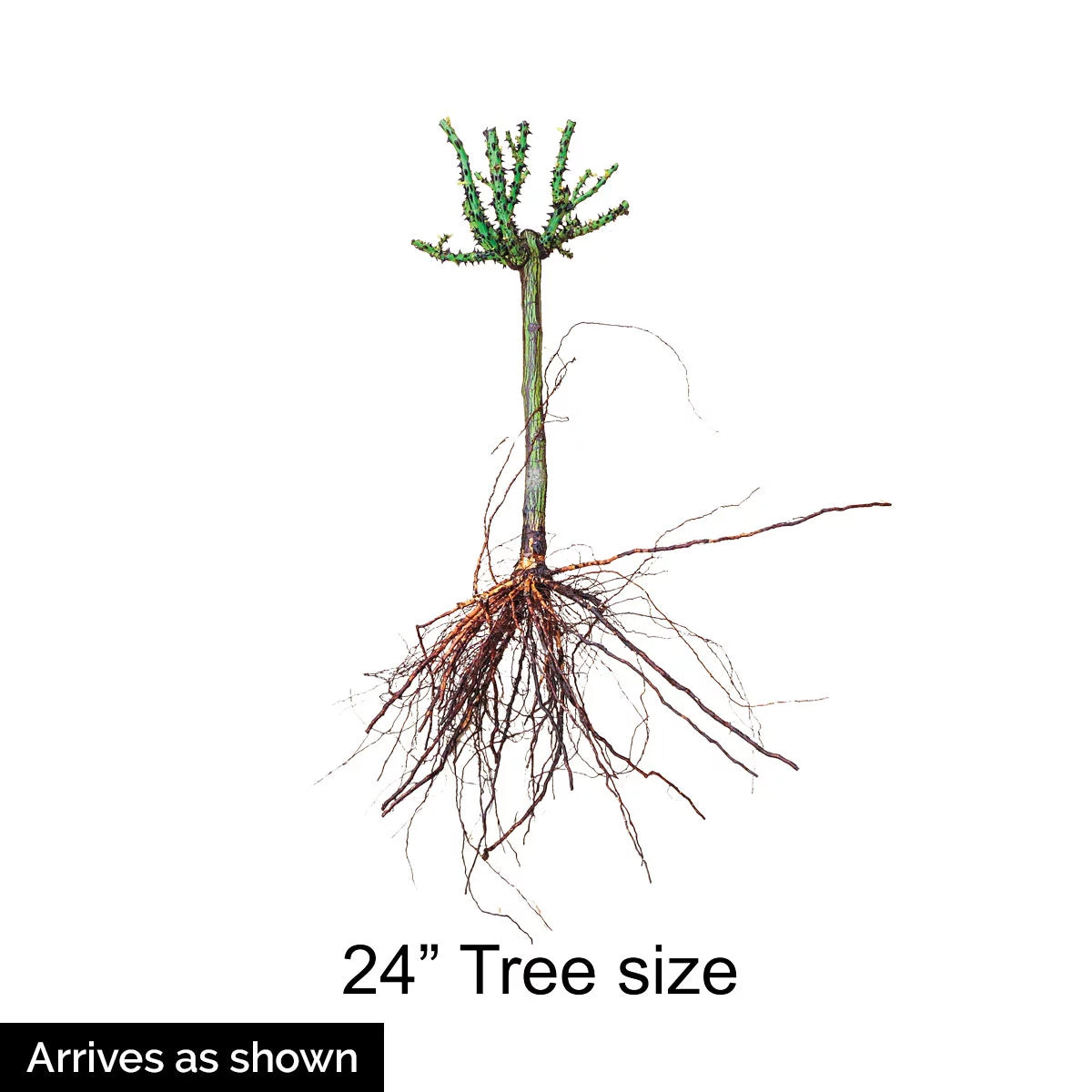 Bare Root Tree Rose J3800