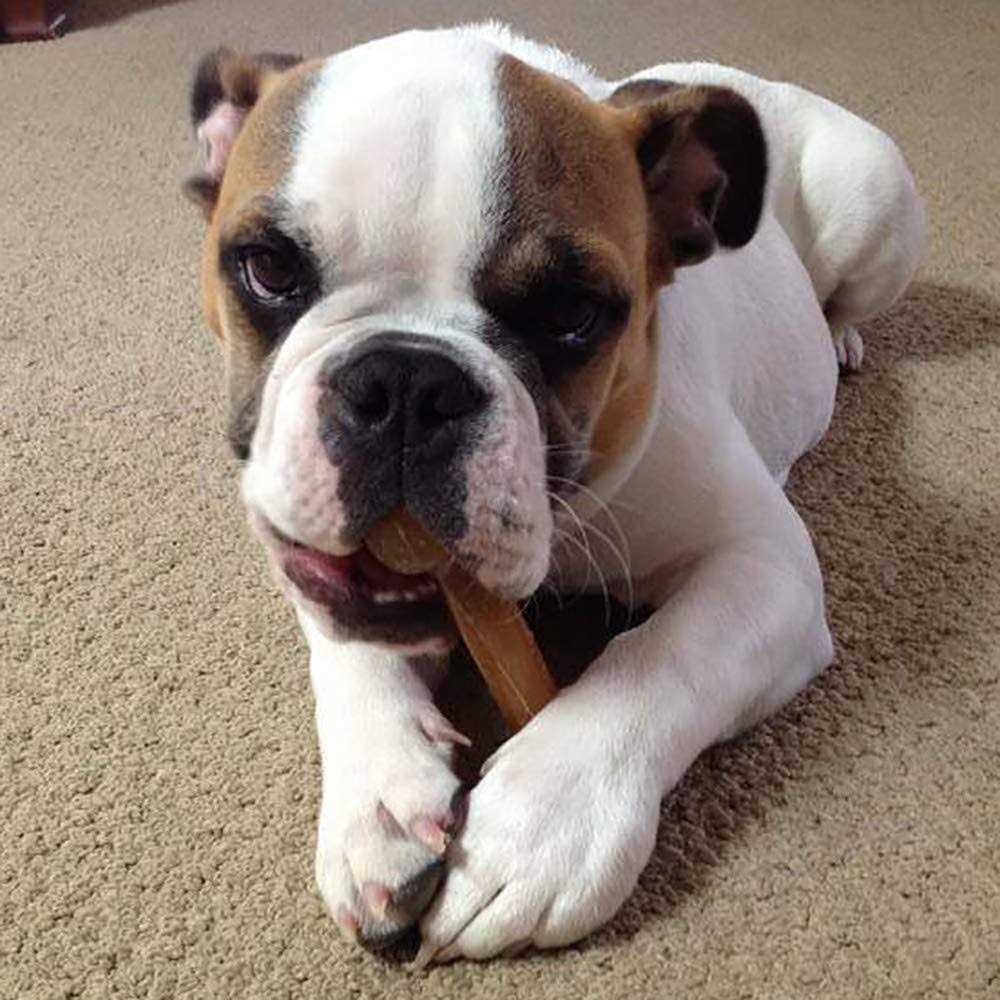Dog Chew Bone Z225