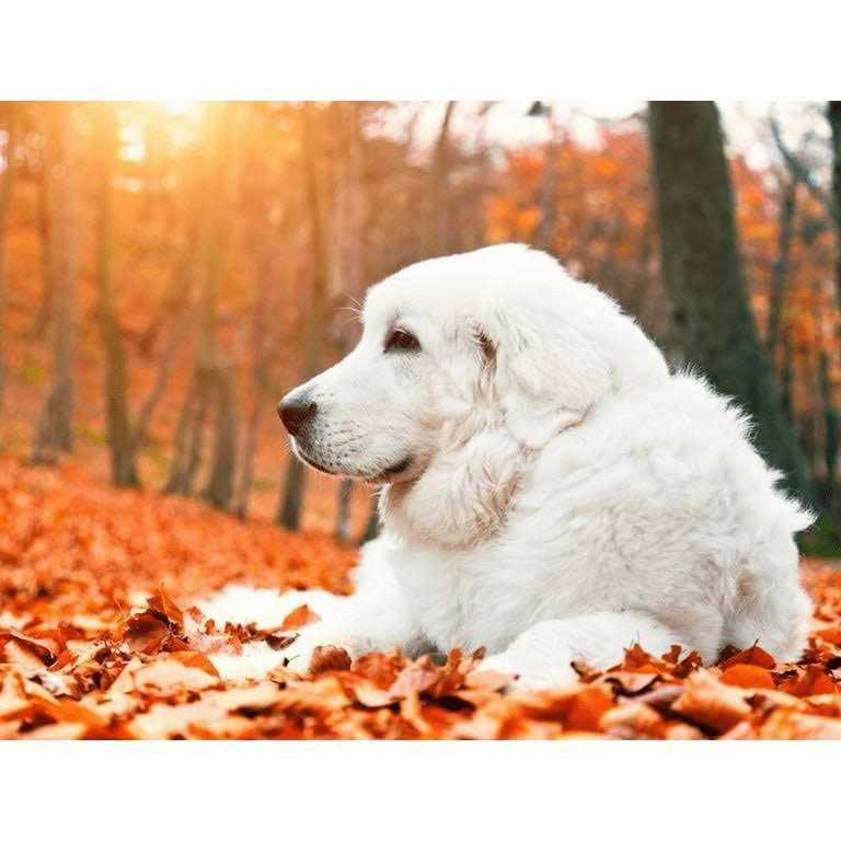 Krill Oil Soft Chews for Dogs R558058