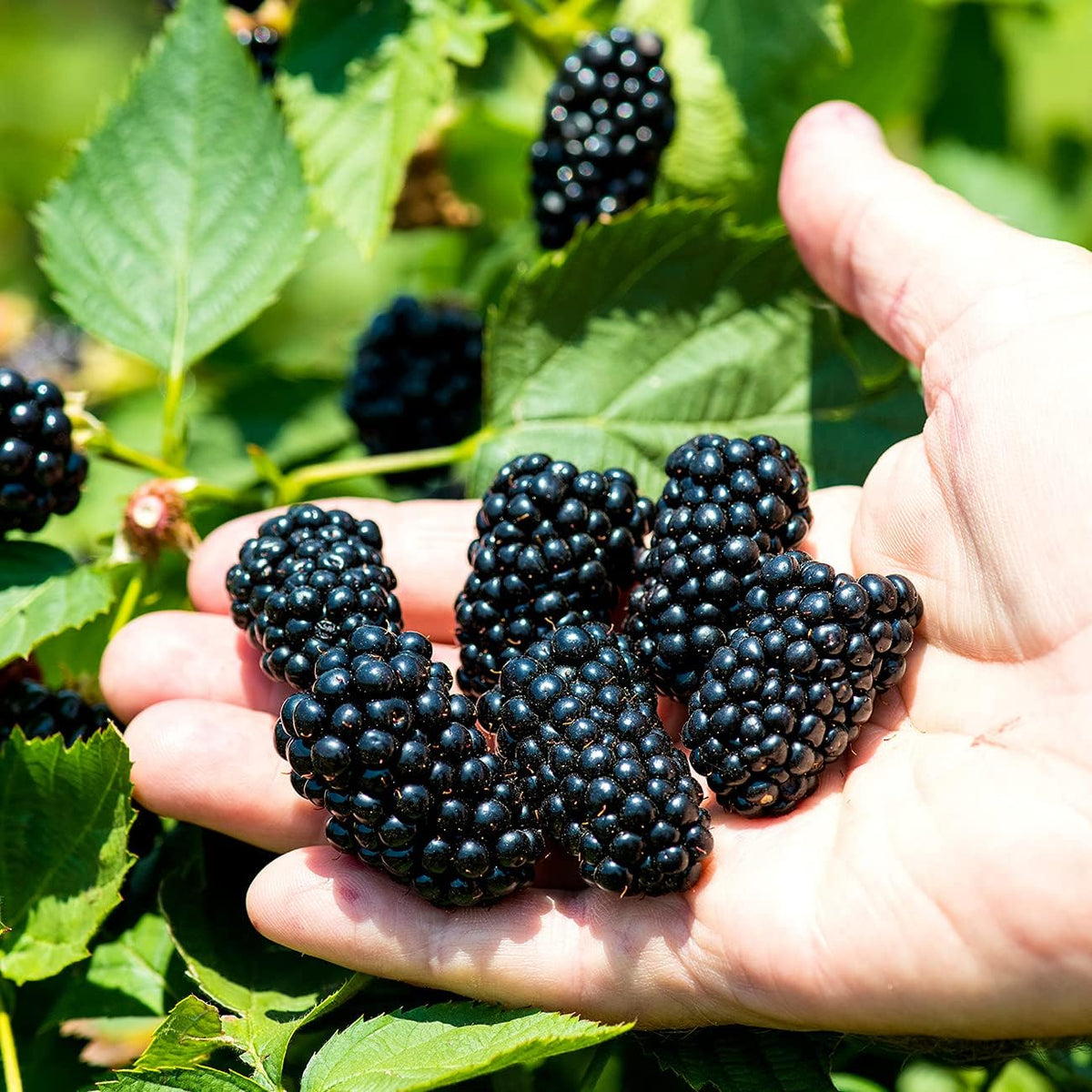 3 Gallon BlackBerry Bush J6879