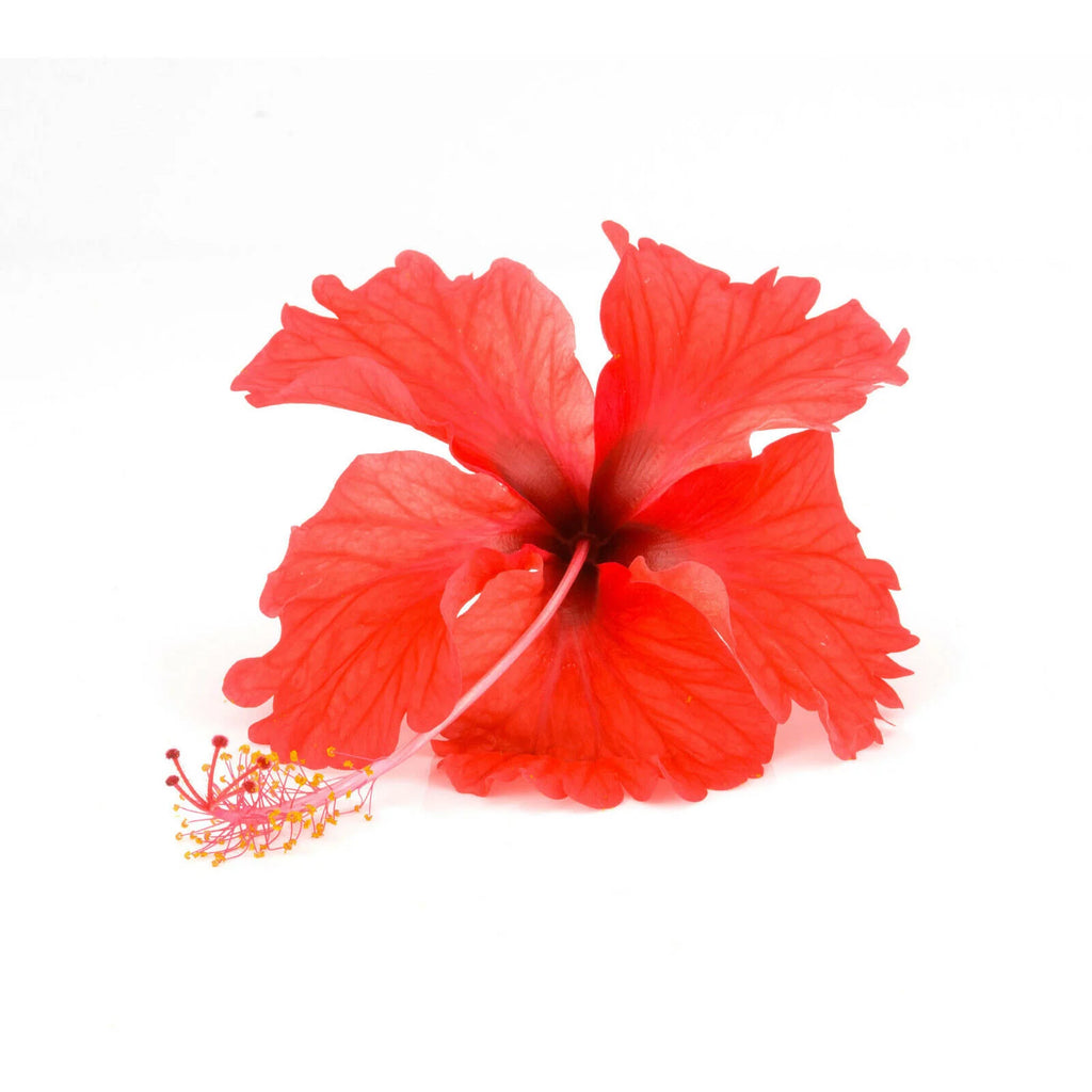 Moringa Hibiscus Herbal Tea Bags (100) P15221