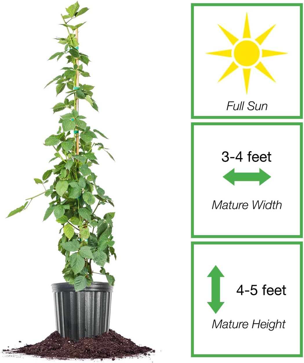 3 Gallon BlackBerry Bush J6879