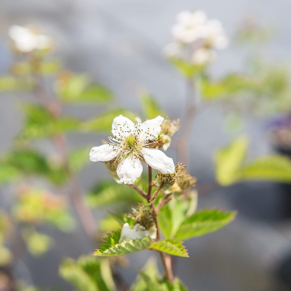 3 Gallon BlackBerry Bush J6879