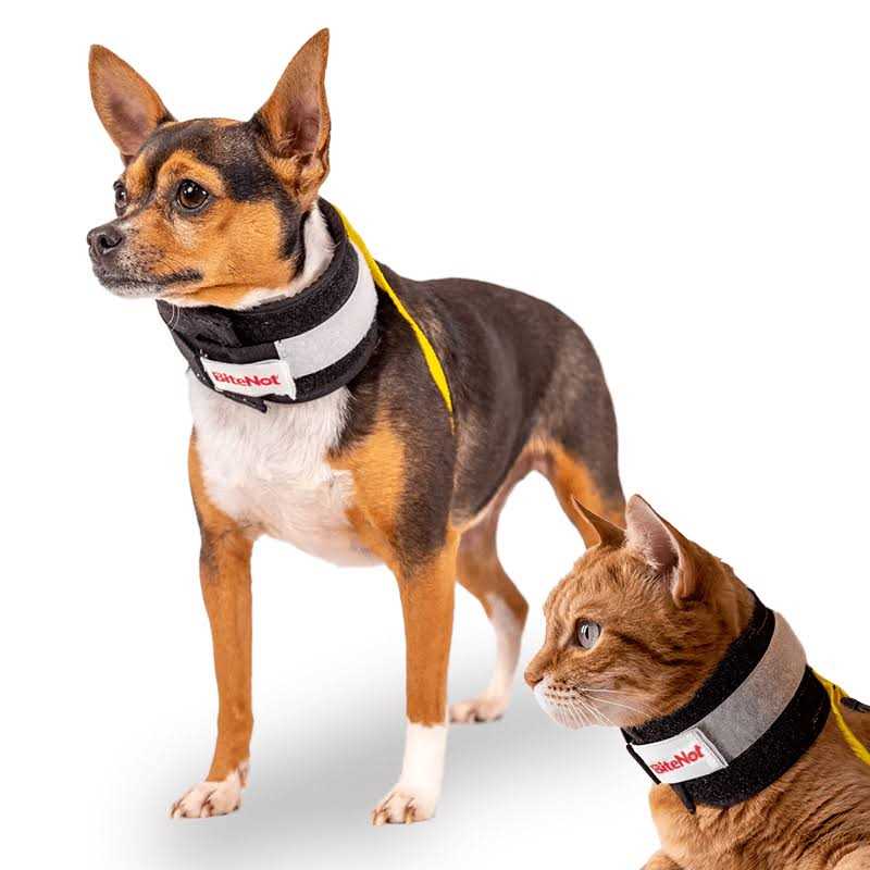 Pet Collar Q12450