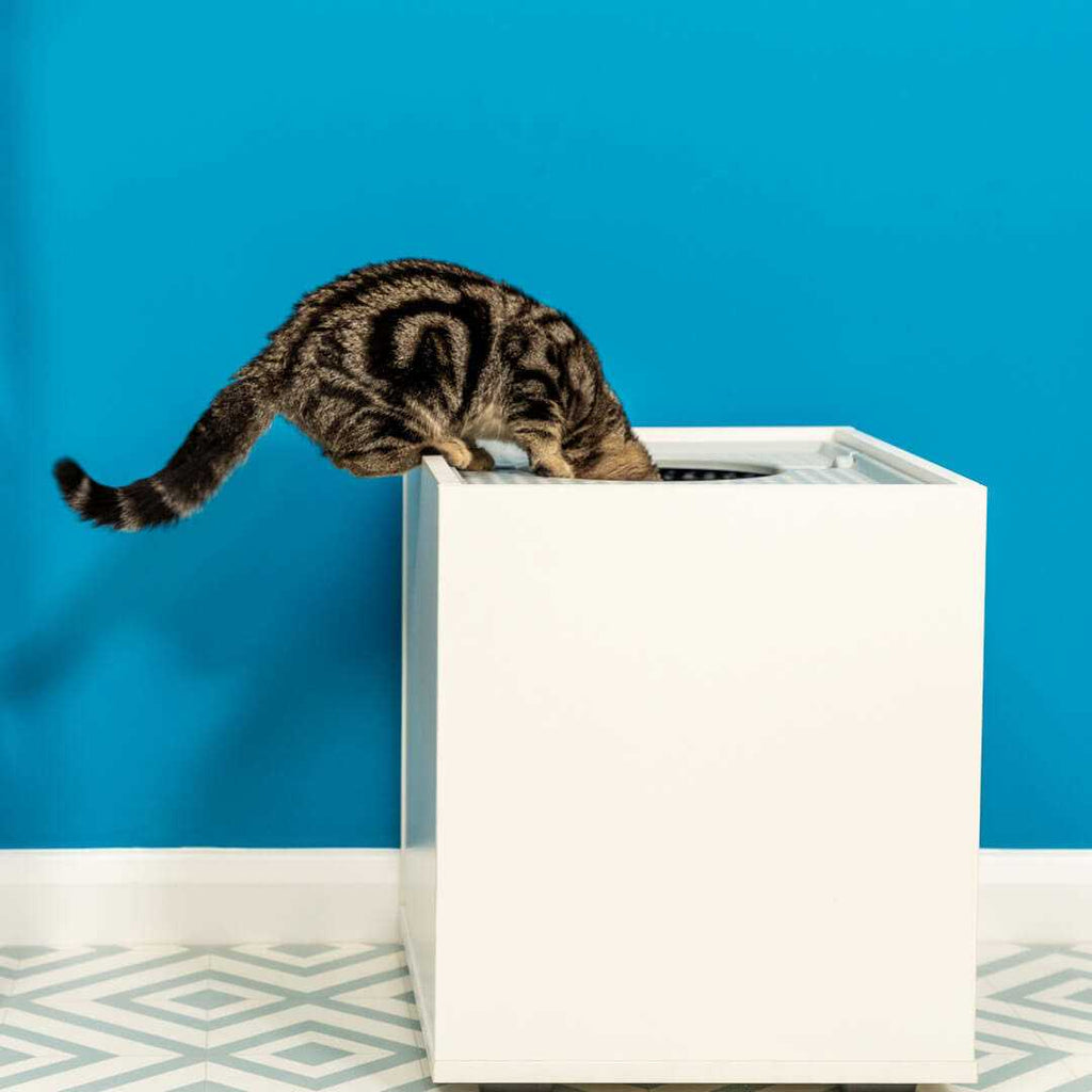 Top Entry Cat Litter Box P332797