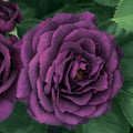 Bare Root Tree Rose J3800