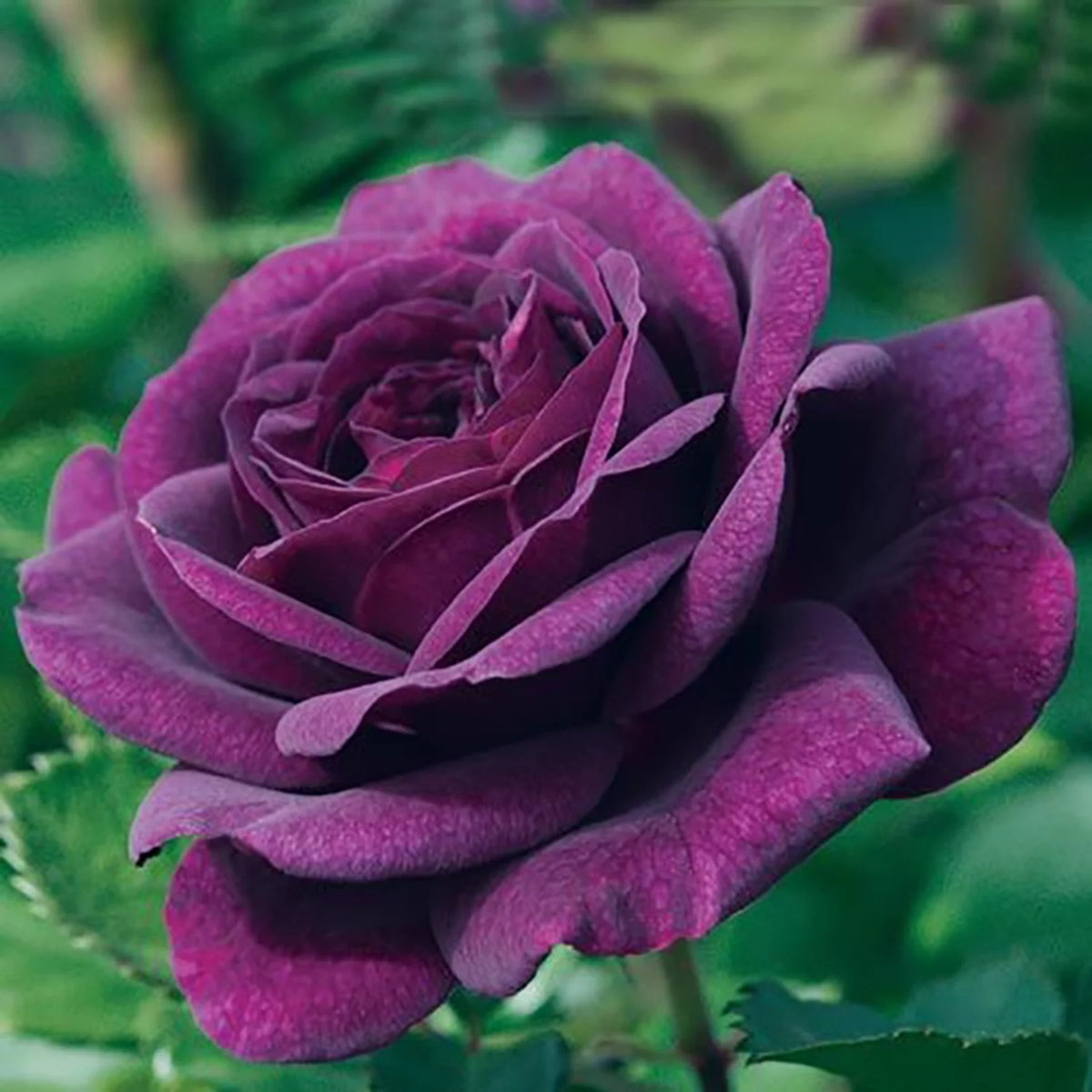 Bare Root Tree Rose J3800