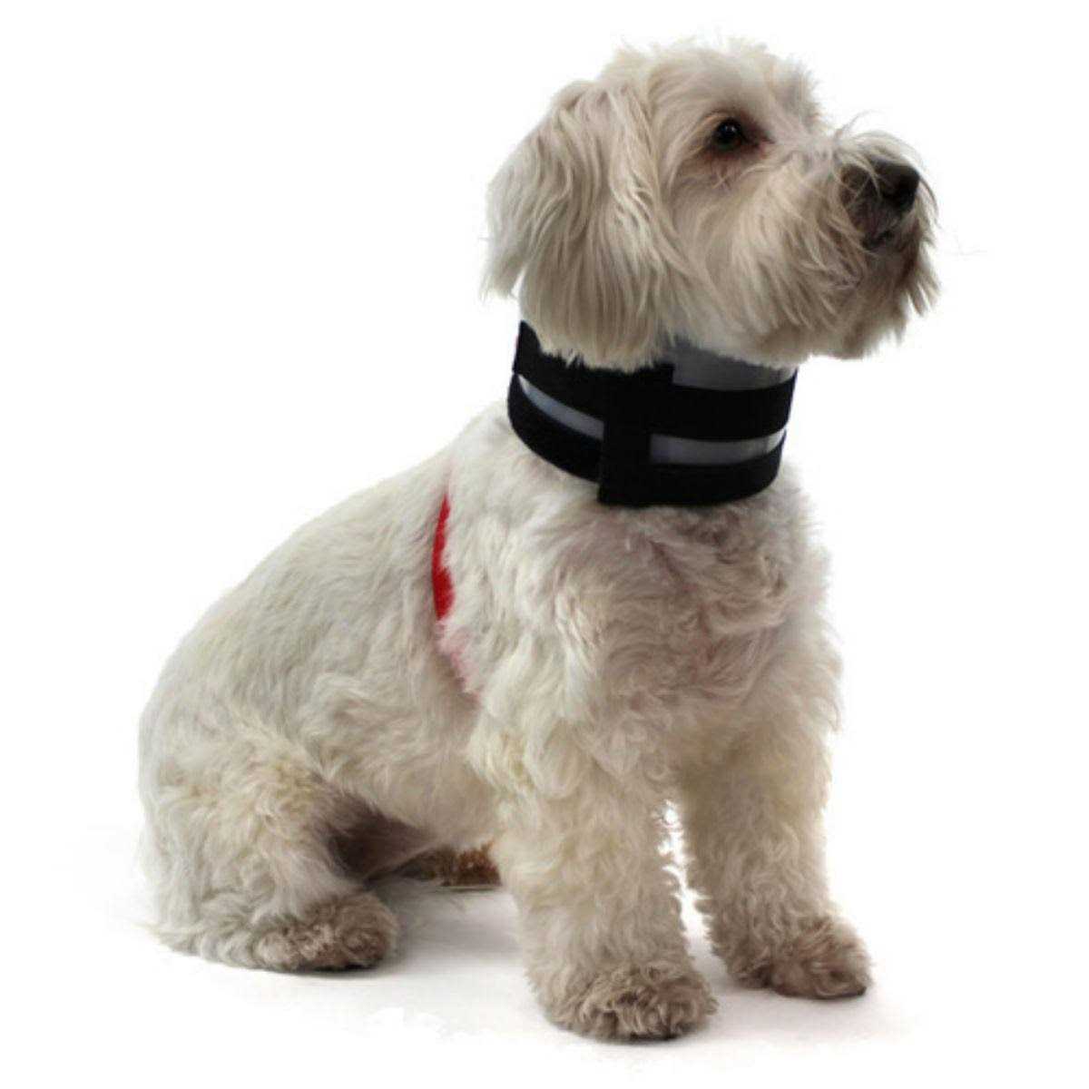Pet Collar Q12450