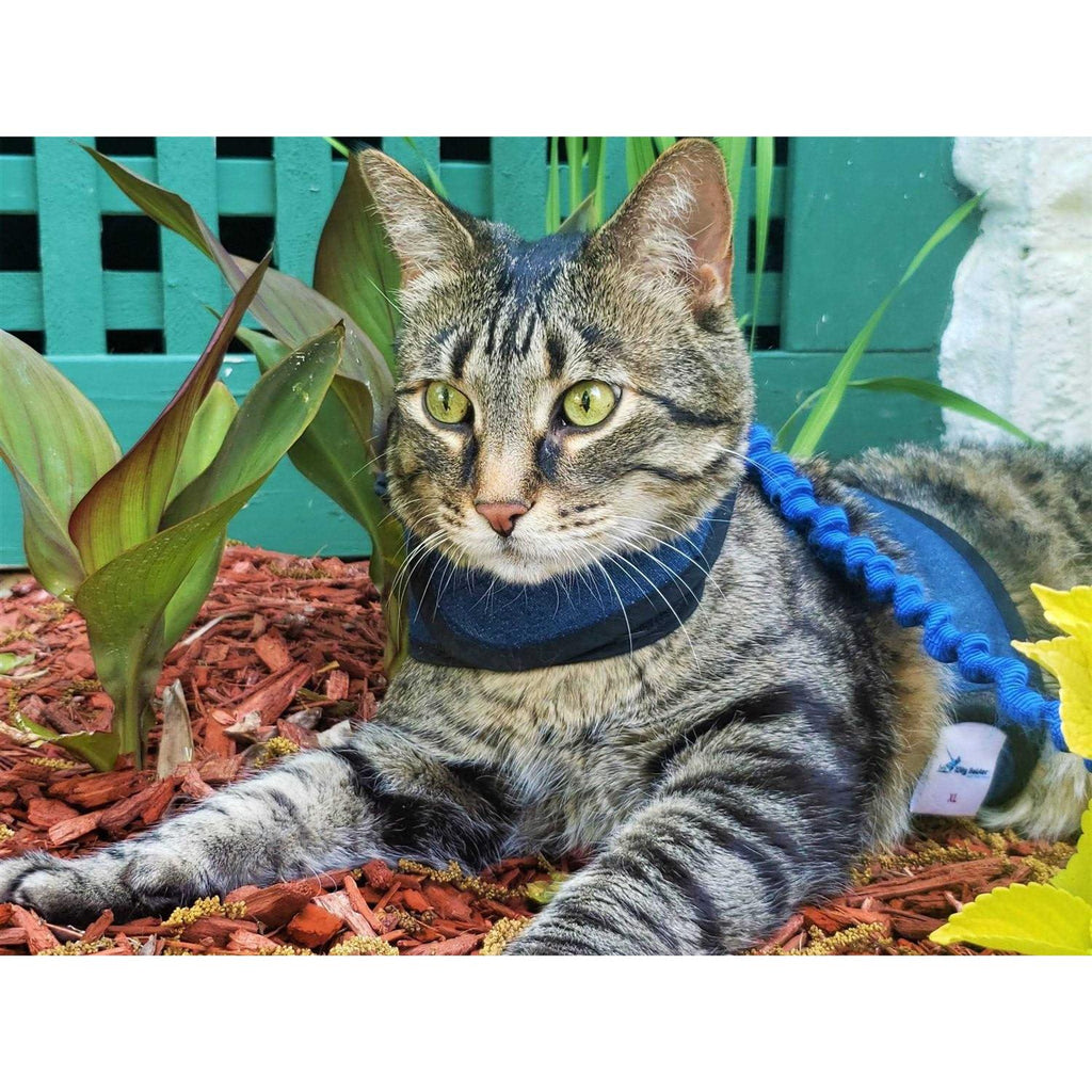 Cat Harness Y43392
