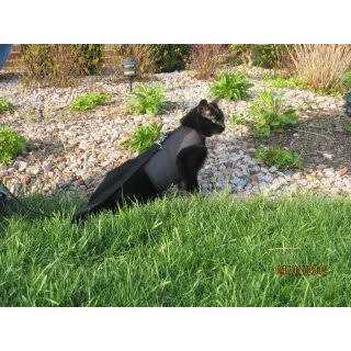 Cat Harness Y43392